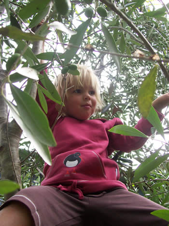 hoody - oyster catcher : organic cotton sustainable style for kids